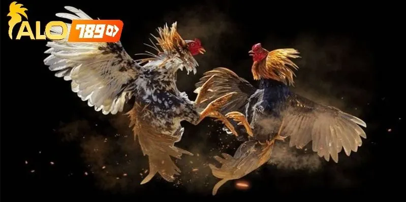 Ưu Điểm Khi Tham Gia Đá Gà Thomo Alo789 Theo Luật Chuẩn Quốc Tế