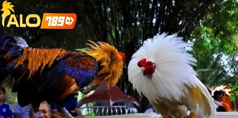 Giải Đáp Thắc Mắc Về Luật Đá Gà Thomo Alo789
