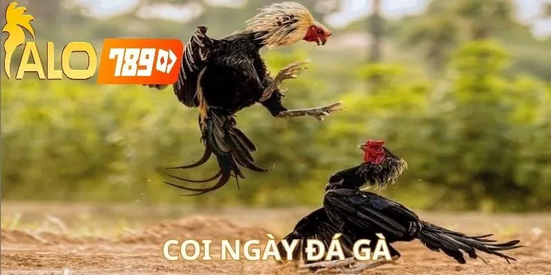 Xem Lịch Đá Gà Theo Ngày Alo789 – Cá Cược Live Hợp Pháp Cùng CEO Khánh